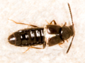 Atheta hypnorum